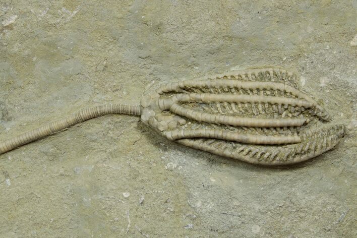 Fossil Crinoid (Histocrinus) - Crawfordsville, Indiana #371575